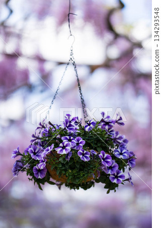 世羅富士花園(24) 世羅富士花園(24) 134293548