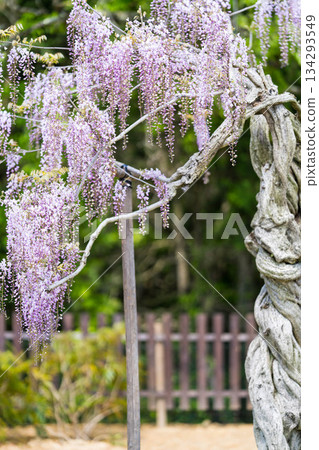 Sera Fuji Garden (23) 134293549