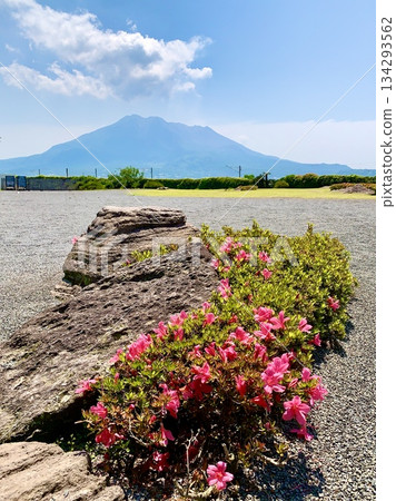 Spring, Sakurajima in May as seen through Sengan-en Garden (Sengan-en Garden/Kagoshima City, Kagoshima Prefecture) Spring, Sakurajima in May as seen through Sengan-en Garden (Sengan-en Garden/Kagoshima City, Kagoshima Prefecture) 134293562