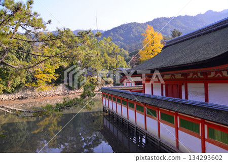 Aki的Miyajima /嚴島神社 134293602