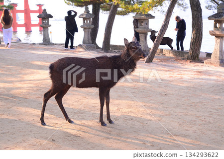 Aki的Miyajima /嚴島神社 Aki的Miyajima /嚴島神社 134293622