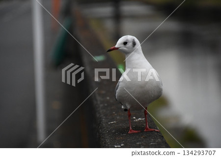 Black-headed gulls flying into the Kashio River Black-headed gulls flying into the Kashio River 134293707
