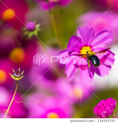 花夢之裡 (10) 花夢之裡 (10) 134293741