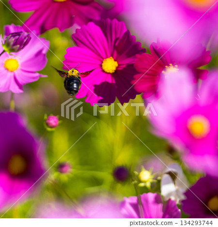 花夢之裡 (16) 花夢之裡 (16) 134293744