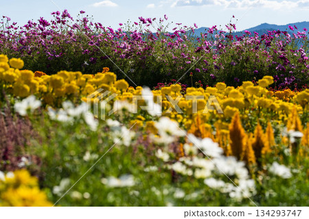 Hanayume no Sato (13) 134293747