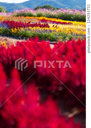 Hanayume no Sato (09) 134293751