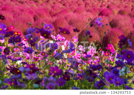 花夢之裡 (07) 花夢之裡 (07) 134293753