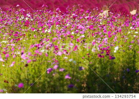 花夢之裡 (06) 花夢之裡 (06) 134293754