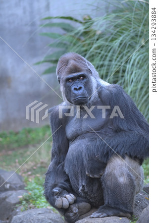 那隻手指粗壯的大猩猩坐著，望著觀眾席。 134293884