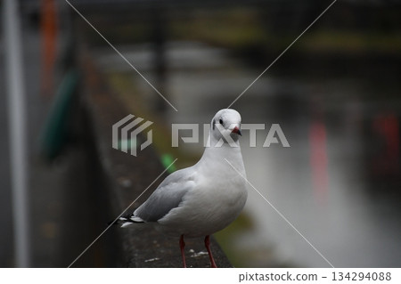 黑頭鷗飛入樫尾河 134294088