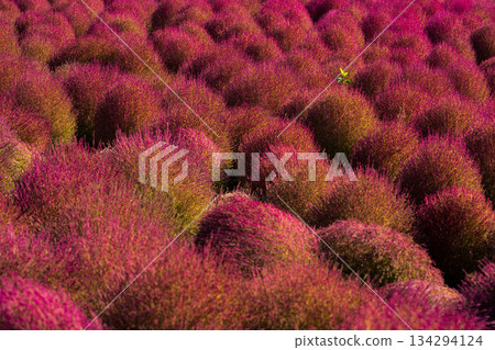 Hanayume no Sato (49) 134294124