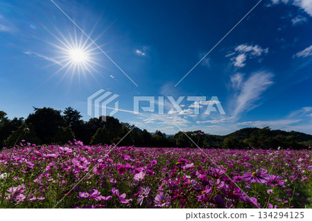 Hanamu no Sato (40) 134294125