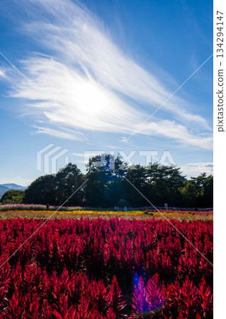 花之裡 (52) 花之裡 (52) 134294147