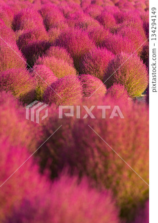 花之裡 (54) 花之裡 (54) 134294149