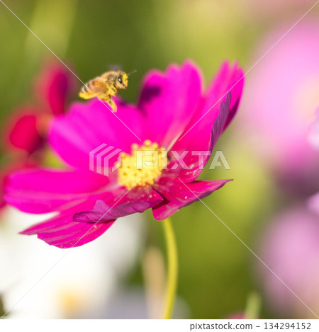 花之裡 (57) 花之裡 (57) 134294152