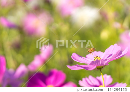 花之裡 (58) 花之裡 (58) 134294153