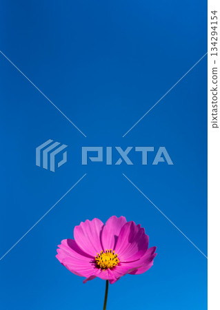 花之裡 (29) 花之裡 (29) 134294154