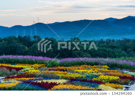 花之裡 (25) 134294160