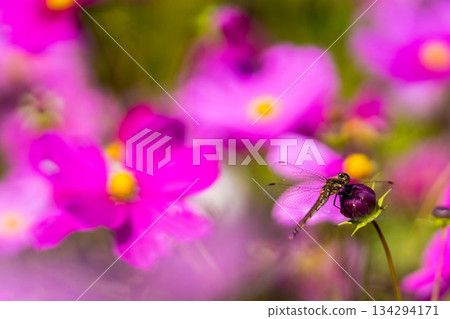 Hanayume no Sato (36) 134294171