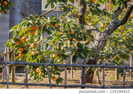 靜岡縣森町的次郎柿子樹景色 靜岡縣森町的次郎柿子樹景色 134294425