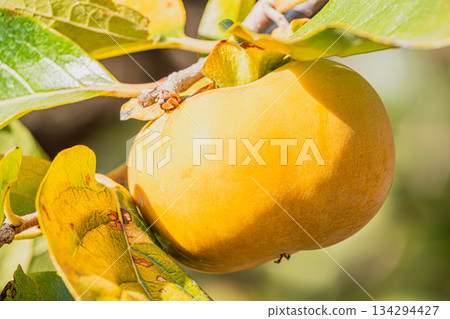 靜岡縣森町的二郎柿子原木 134294427