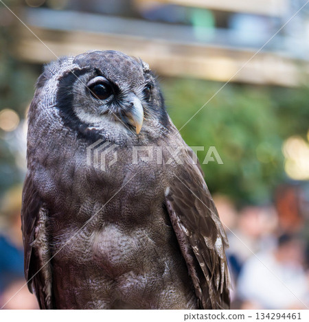 Matsue Vogel Park (02) 134294461