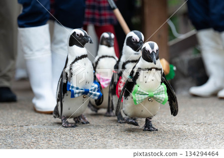 Matsue Vogel Park (05) 134294464