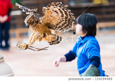 Matsue Vogel Park (10) 134294469