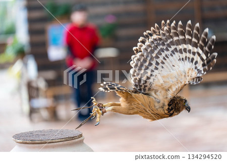 Matsue Vogel Park (14) 134294520