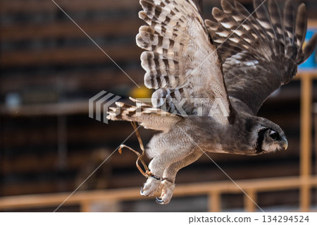 Matsue Vogel Park (18) 134294524