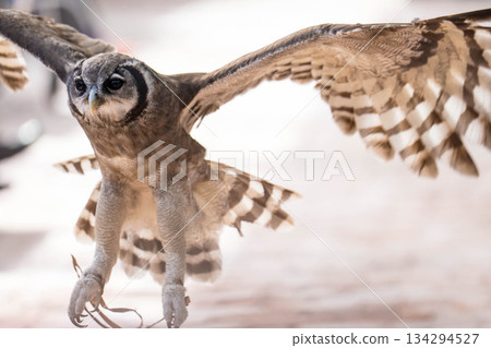 Matsue Vogel Park (20) 134294527