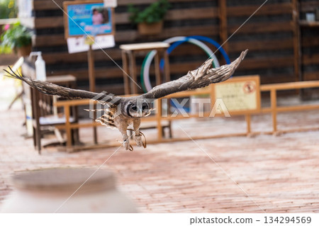 Matsue Vogel Park (25) 134294569