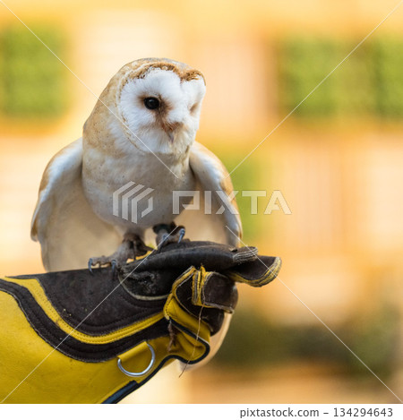 松江沃格爾公園（40） 134294643