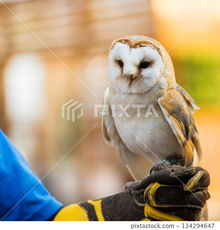 Matsue Vogel Park (44) 134294647