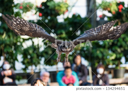 Matsue Vogel Park (34) Matsue Vogel Park (34) 134294651