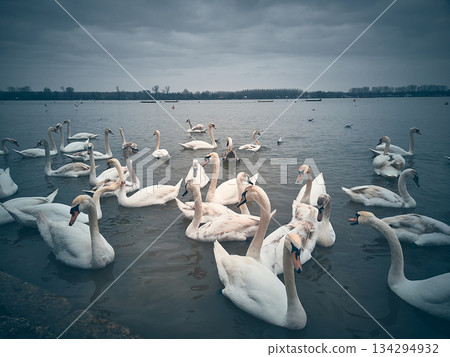 Swans Gathering on Cloudy Lake Shore Swans Gathering on Cloudy Lake Shore 134294932