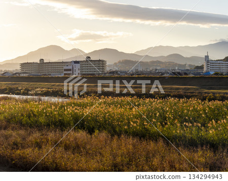 清晨的陽光灑在大和川沿岸。 134294943