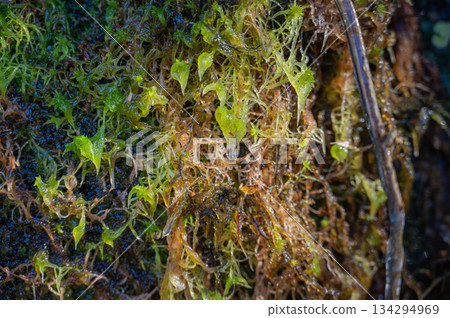 Iwashimizu and wet sphagnum moss [Nagano Prefecture] 134294969