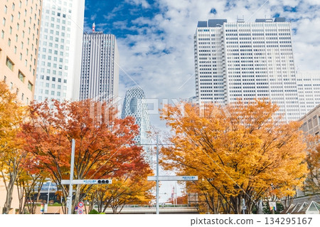 新宿區西新宿的「東京」秋景 134295167