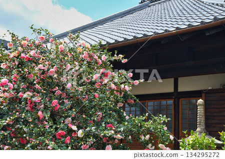 京都地藏院（山茶寺）五色重瓣山茶花（京都府京都市北區） 134295272