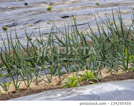 Scenery of a field where long onions are grown Scenery of a field where long onions are grown 134295439