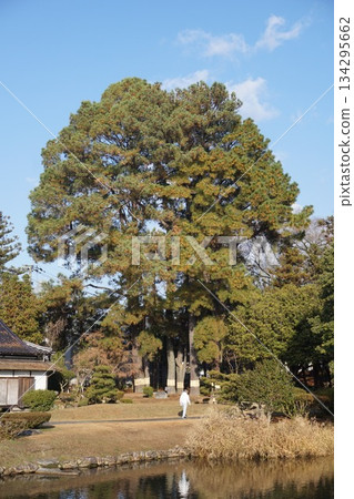 津山市集樂園公園的巨型火炬松 134295662