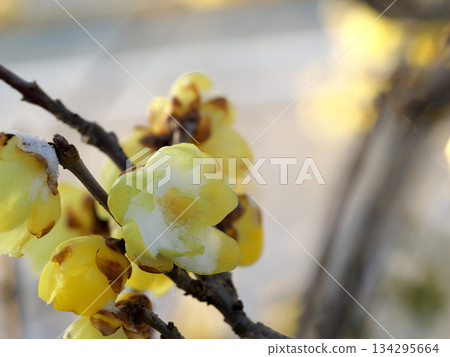 Wintersweet flowers and snow herald the arrival of spring Wintersweet flowers and snow herald the arrival of spring 134295664