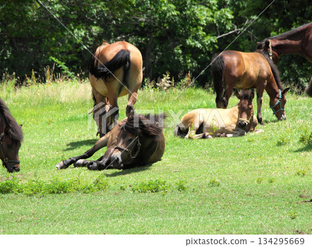 Horses grazing in a spacious field Horses grazing in a spacious field 134295669