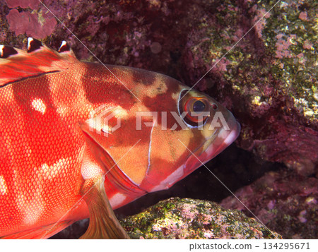 Beautiful profile of a red snapper 134295671