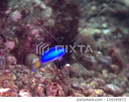 A blue damselfish hiding in a rock crevice 134295672