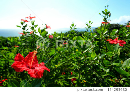 Okinawa red hibiscus flowers 134295680