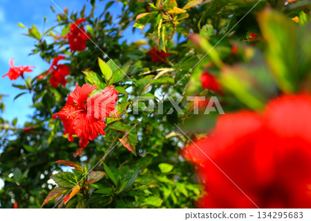 沖繩紅芙蓉花 134295683
