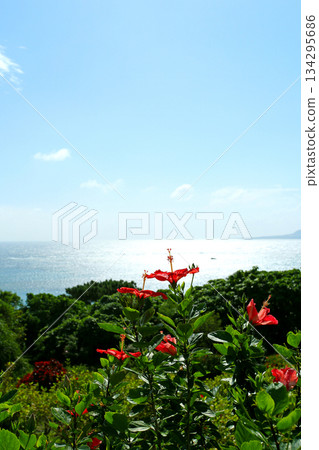 沖繩:波光粼粼的大海和紅色的芙蓉花 沖繩:波光粼粼的大海和紅色的芙蓉花 134295686