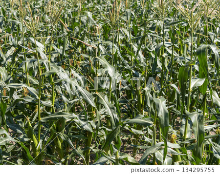 Landscape of a ripe corn field 134295755